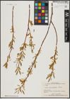Foto von Salix acmophylla Boiss.